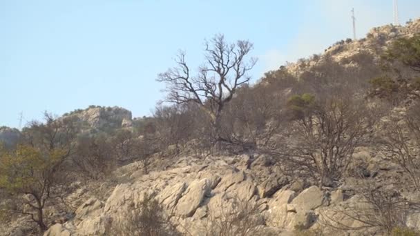Καμένοι θάμνοι και δέντρα σε μια βραχώδη πλαγιά του βουνού — Αρχείο Βίντεο