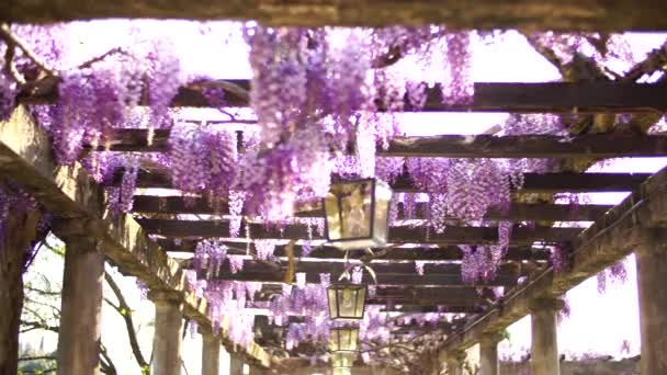 Lila Glyzinien-Blüten auf hölzernen Terrassenbalken wiegen sich im Wind — Stockvideo