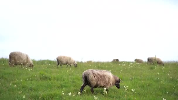 Ram loopt langs een kudde grazende schapen op het gazon — Stockvideo