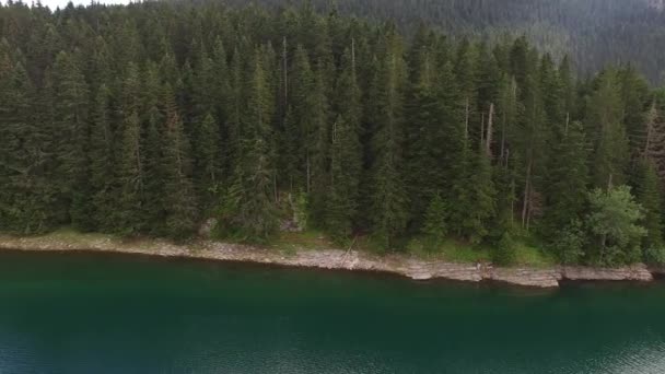 Forêt de pins près du lac Black. Parc national Durmitor — Video