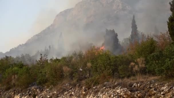 Open bosbrand in de rokerige bergen — Stockvideo