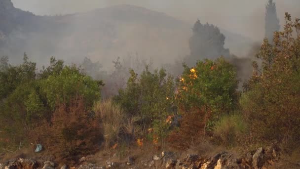 Waldbrand mit Rauch im Gebüsch in den Bergen Montenegros — Stockvideo