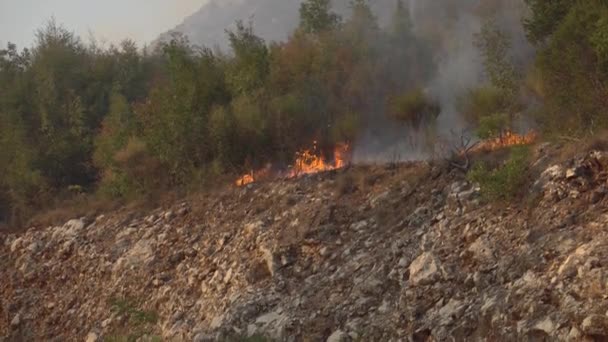 Brennendes Gras und Gestrüpp in den Bergen Montenegros — Stockvideo