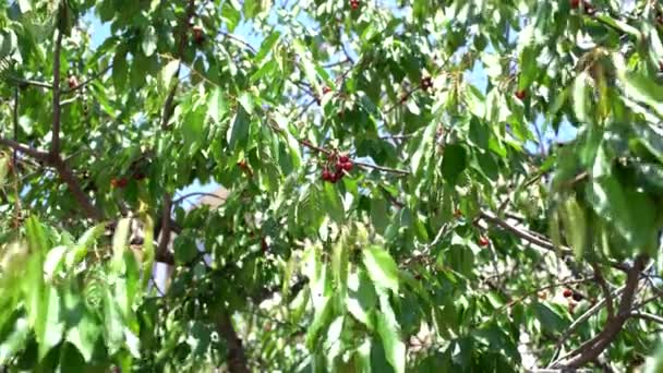 Vento balança ramos verdes com cerejas maduras — Vídeo de Stock