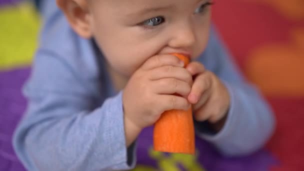 Hij knaagt aan wortels op zijn buik. — Stockvideo