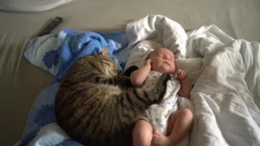 Büyük kedi uyuyan bebeğe sarıldı ve yakınlarda uyudu.
