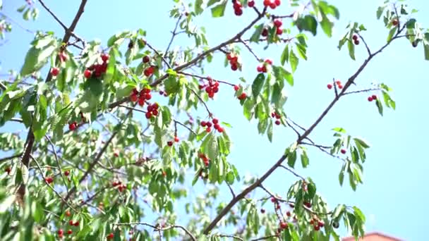 Gökyüzünün arka planında olgun kirazlarla dolu yeşil dallar — Stok video