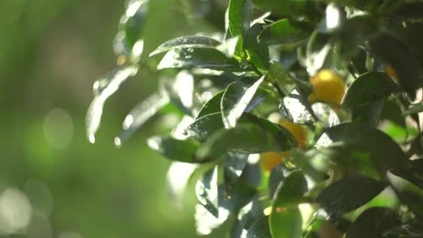 Зеленое дерево с желтыми кумкватами в кастрюле — стоковое видео