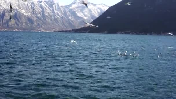 Чайки летают над морем на фоне заснеженных гор — стоковое видео