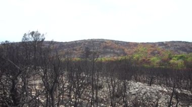 Karadağ 'ın dağlarında orman yangınlarından yanmış ağaç gövdeleri