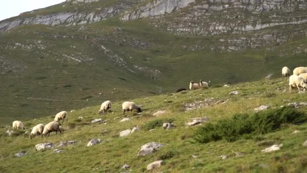 モンテネグロの山の緑の牧草地で羊の放牧の群れ — ストック動画