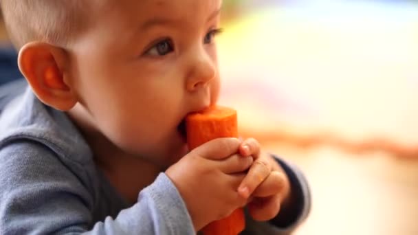 Ребенок держит морковку в руках и кусает ее. — стоковое видео
