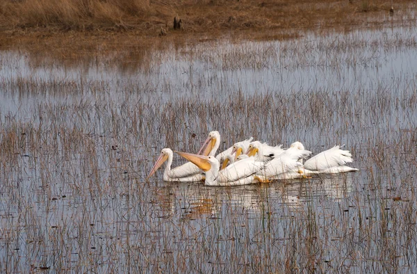 Grupo de pelícanos blancos — Foto de Stock