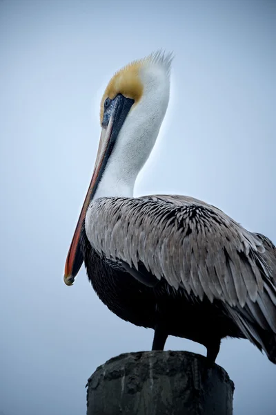 Brauner Pelikan auf Dockpfosten — Stockfoto