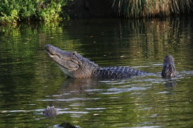 Swamp Florida timsah