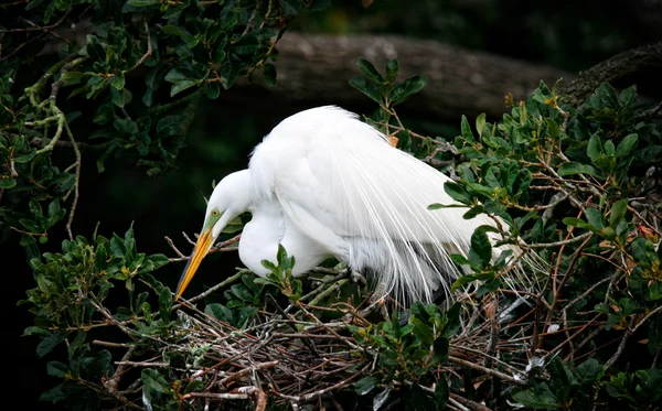 Silberreiher im Nest — Stockfoto