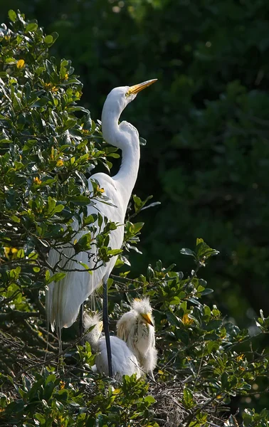 Great Egret with Chicks — Stock Photo, Image