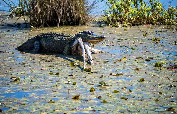 Amerikanischer Alligator in Florida — Stockfoto