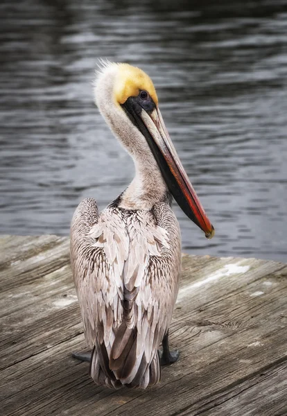 Amigável Brown Pelican — Fotografia de Stock