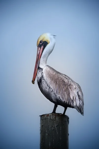 Brown Pelican on Dock Post — Stock Photo, Image