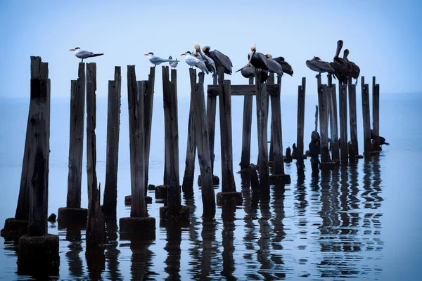 Oiseaux sauvages sur les postes — Photo