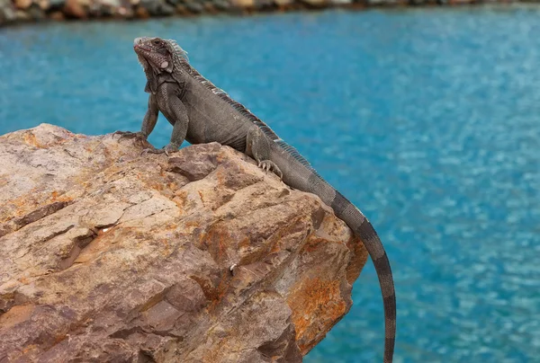 Iguana dans les Caraïbes — Photo