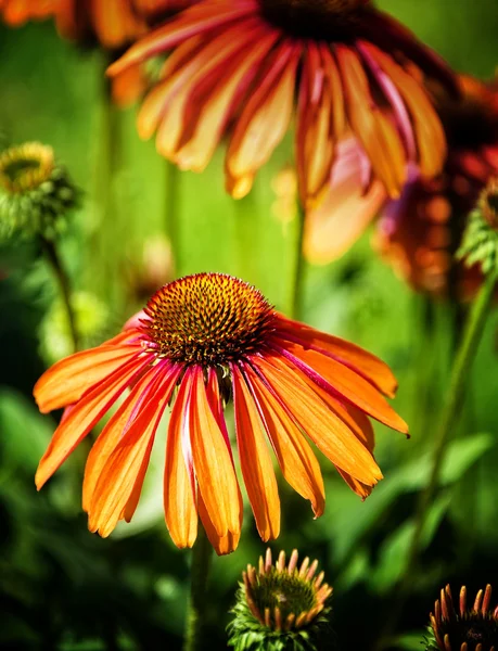 Stand Out ConeFlower — Stock Photo, Image