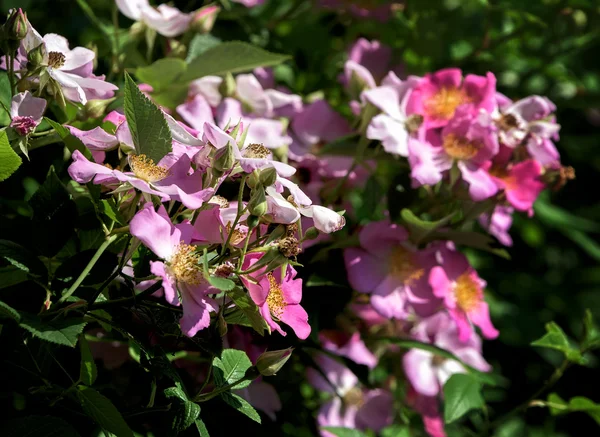 Kvetoucí květinová zahrada na jaře — Stock fotografie