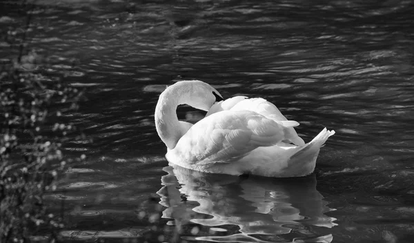 Beau cygne en noir et blanc — Photo