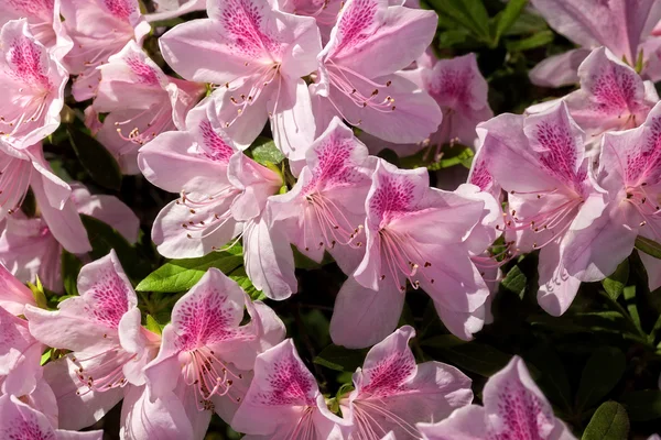 Flowering Azalea Bush — Stock Photo, Image