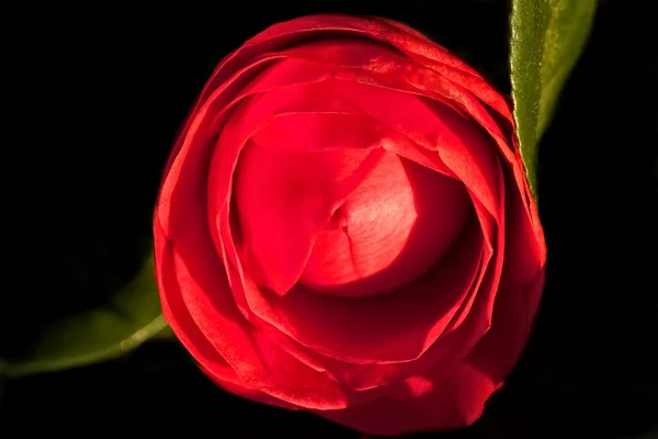 Single Red Camellia — Stock Photo, Image