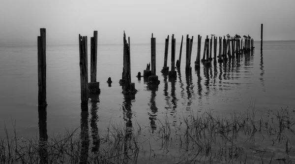 Water birds resting on posts — Stock Photo, Image