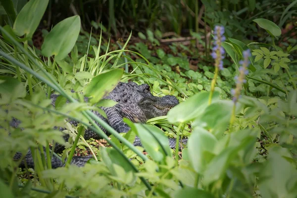 Florida Alligator in the Wild — Stock Photo, Image