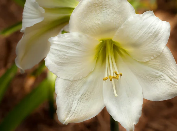 Close Up of Amaryllis Flower — Stock Photo, Image