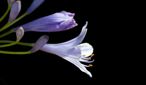 검은 바탕에 보라색 Agapanthus 꽃 — 스톡 사진