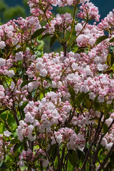 粉红色的山月桂树在北卡罗来纳西部 — 图库照片