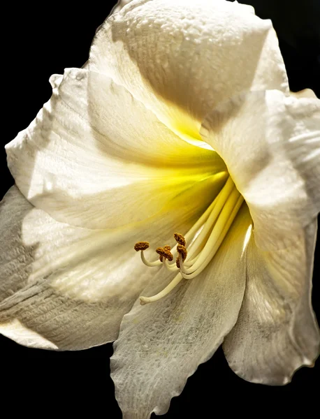 Golden Day Lily — Fotografie, imagine de stoc