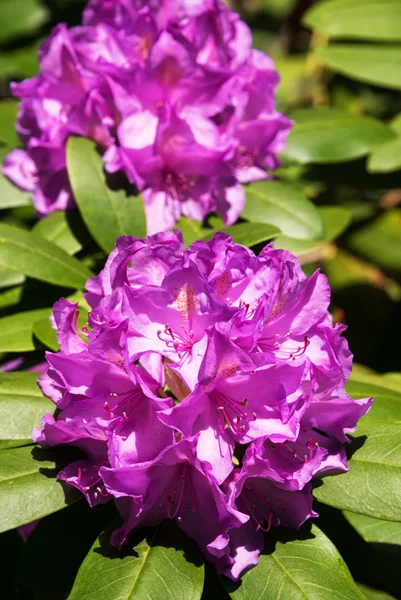 Rhododendron in voller Blüte — Stockfoto