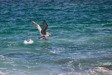 Kahverengi Pelikan Cabo San Lucas, Meksika 'da Cortez Denizi üzerinde uçuyor.