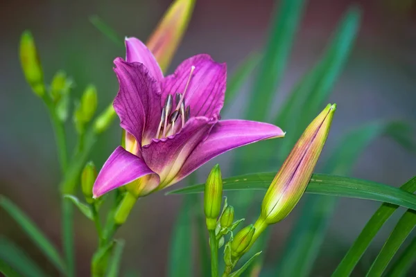 Vibrant Pink Day Lily Plant Soft Background — Stock Photo, Image