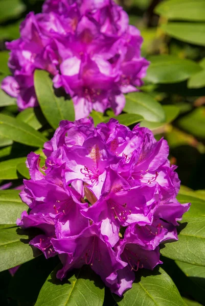 Violeta Rododendro Arbusto Plena Floración —  Fotos de Stock