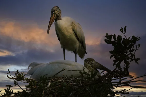 Waldstorch Hoch Oben Nest Wacht Über Seinen Partner Der Auf — Stockfoto