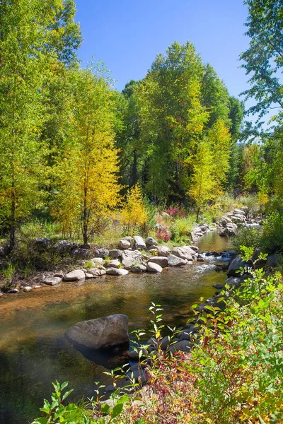 コロラド州の山の中で秋の季節に黄金のアスペンの木 — ストック写真