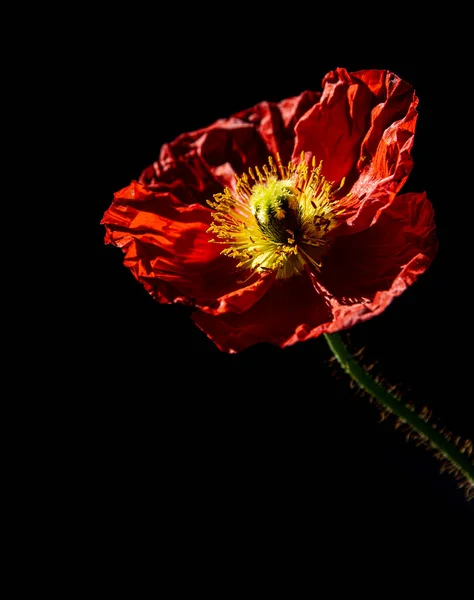 Vibrant Red Poppy Flower Black Background — Stock Photo, Image