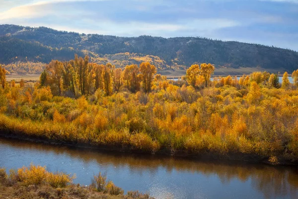 Árvores Golden Aspen Temporada Outono Nas Montanhas Colorado — Fotografia de Stock