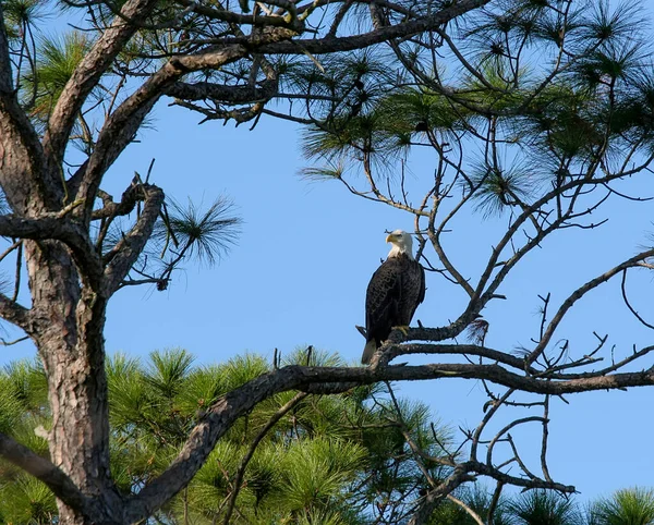 American Eagle Descansando Una Sucursal Florida —  Fotos de Stock