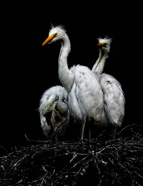 Drei Silberreiher Küken Einem Nest Nordflorida — Stockfoto