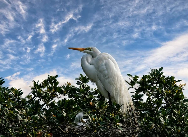 Silberreiher Vogel Ruht Nest Hoch Oben Der Baumkrone — Stockfoto