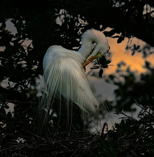 Silberreiher Vogel Ruht Nest Hoch Oben Der Baumkrone — Stockfoto