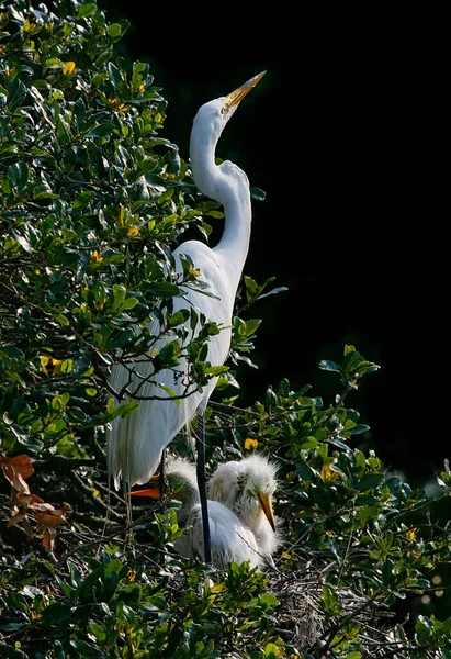 Great White Egret Bird Nest Immature Chicks — Stock Photo, Image